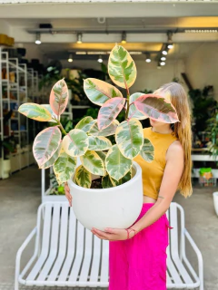 RUBY RAMIFICADO + MACETA VENUS