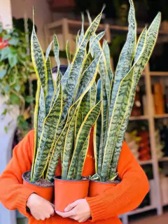 SANSEVIERIA - comprar online