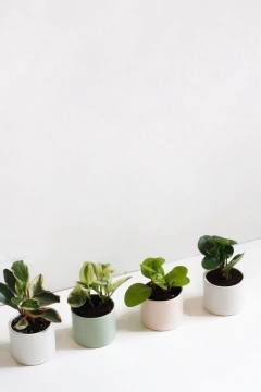 DUO MINI CILINDRO CON PLATO + PEPEROMIA