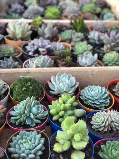 SUCULENTAS CHICAS