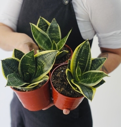 SANSEVIERIA ENANA - comprar online