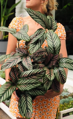 CALATHEA MIL RAYAS