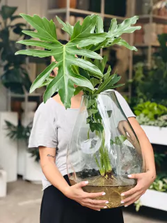 DUO AMORFO XG + PHILODENDRON