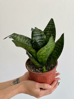 SANSEVIERIA ENANA