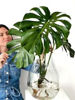 AMORFO XG + MONSTERA