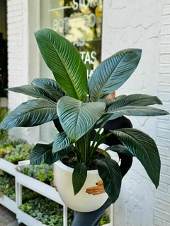 CONO 40CM + SPATHIPHYLLUM SENSATION