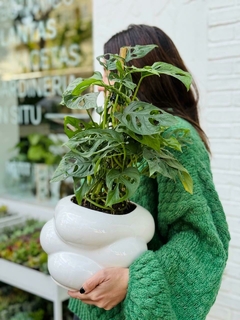 DUO MACETA CLOUD + PERUVIANO