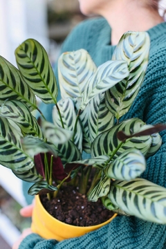 DÚO MACETA DUNA + CALATHEA PUERTORRIQUEÑA - comprar online