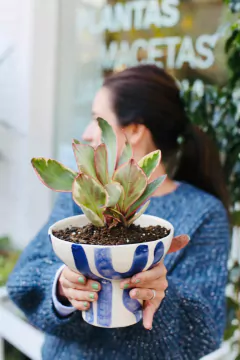 CUPULA MIRO + PEPEROMIA TRICOLOR - comprar online