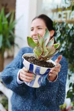 CUPULA MIRO + PEPEROMIA TRICOLOR