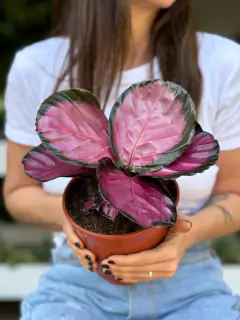 CALATHEA ROSEOPICTA ROSY
