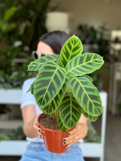 CALATHEA ZEBRINA