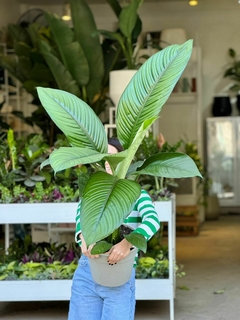 SPATHIPHYLLUM SENSACION