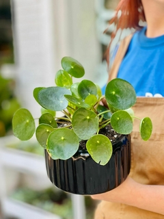 DUO MACETA CAROUSEL CHICA + PILEA