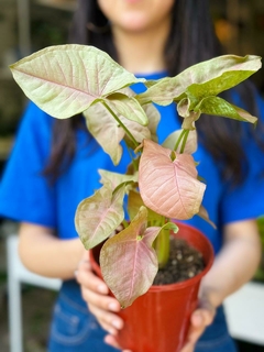 SYNGONIUM PINK BRASIL