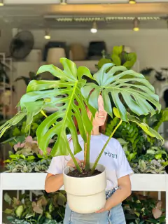 DUO MONSTERA + MACETA FRIDA XG