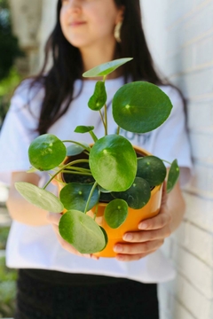 MACETA FRIDA MEDIANA + PILEA