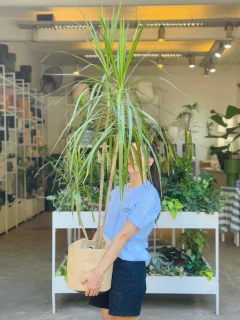 MARGINATA - comprar online