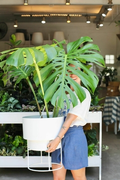 DUO MALMO 3 + MONSTERA MEGA