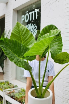 CLEO 3 + ALOCASIA ODORA en internet