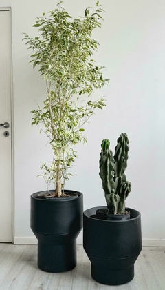 DUPLA ROCKS + PLANTAS PARA EXTERIOR - comprar online