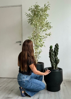 DUPLA ROCKS + PLANTAS PARA EXTERIOR en internet