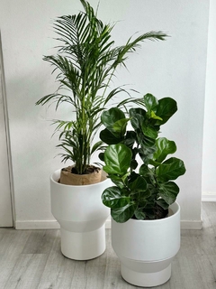 DUPLA ROCKS + PLANTAS PARA INTERIOR - comprar online