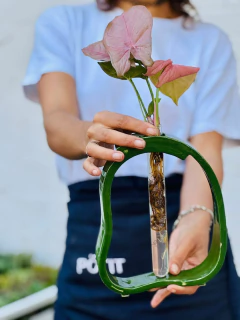 HYDRO AMALFI VERDE + SYNGONIUM PINK en internet