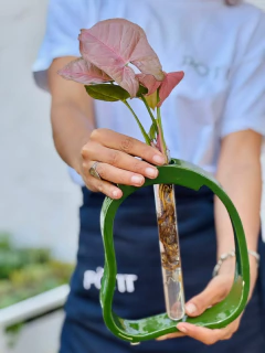 HYDRO AMALFI VERDE + SYNGONIUM PINK - comprar online