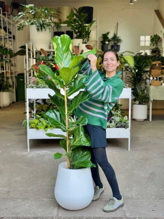 DÚO PANDURATA HOJA GRANDE + GOTA ROT 40 - comprar online