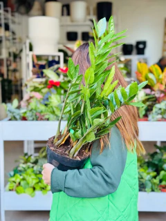 ZAMIOCULCA G - comprar online