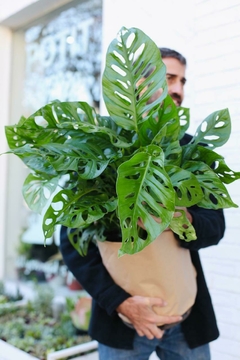 PHILODENDRON PERUVIANO XXG