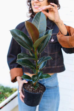 Ficus Melany