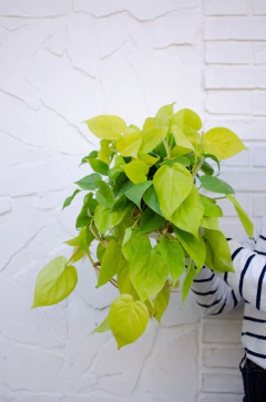 CORDATUM - tienda online