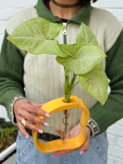 HYDRO AMALFI + SYNGONIUM CONFETTI