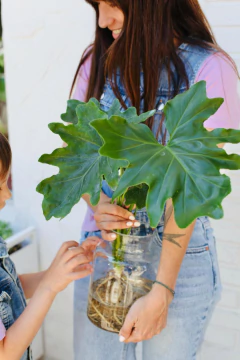 HYDRO MINIMAL ALTO + PHILODENDRON MISIONERO