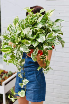 POTHUS JOY XG - comprar online