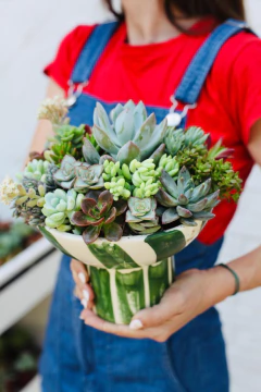 CUPULA MIRO + MIX DE SUCUS - comprar online