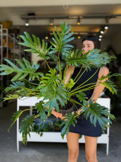 PHILODENDRON XANADÚ XG - comprar online