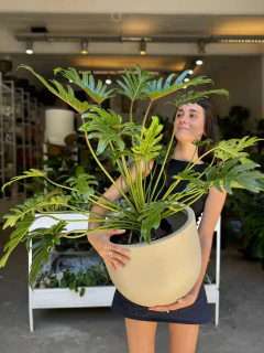 DÚO PHILO XANADÚ XG + MACETA VENUS - comprar online