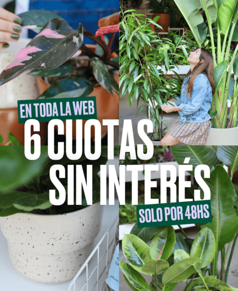 Carrusel POTIT - Tienda Online