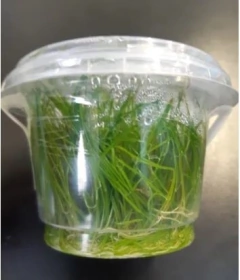 Eleocharis Acicularis Aquaplante - comprar online