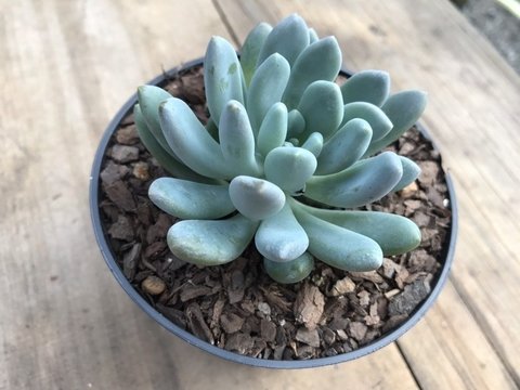 88 - Pachyveria Clavifolia