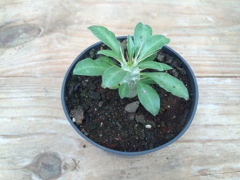 68 - Pachypodium Saundersii