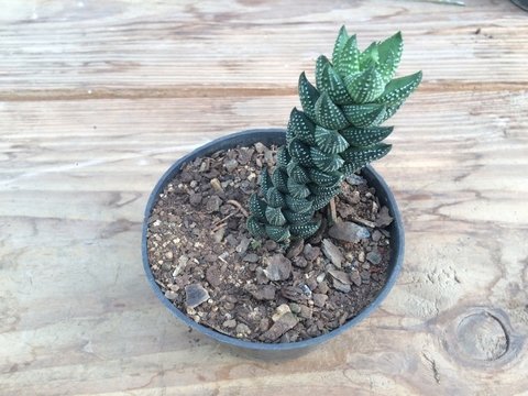 120 - Haworthia Coarctata