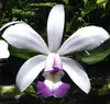 C. Violacea Coerulia / Tamanho 2