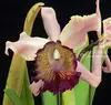 C. Dorwiana Aurea Rosita Self / Tamanho 2 - comprar online