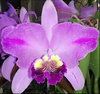C. Lueddemaniana Flamea “Arroyo” / Tamanho 2