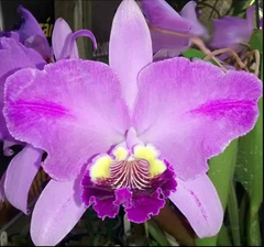 C. Lueddemaniana Flamea “Arroyo” / Tamanho 2