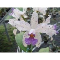 C. Amethystoglossa Coerulia / Tamanho 4